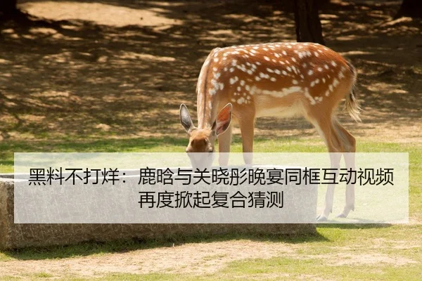 黑料不打烊：鹿晗与关晓彤晚宴同框互动视频再度掀起复合猜测